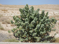 Calotropis procera Auricula Tree, Dead Sea Apple, Sodom Apple